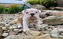 English Bulldog dogs for sale: Whitney - Image 4