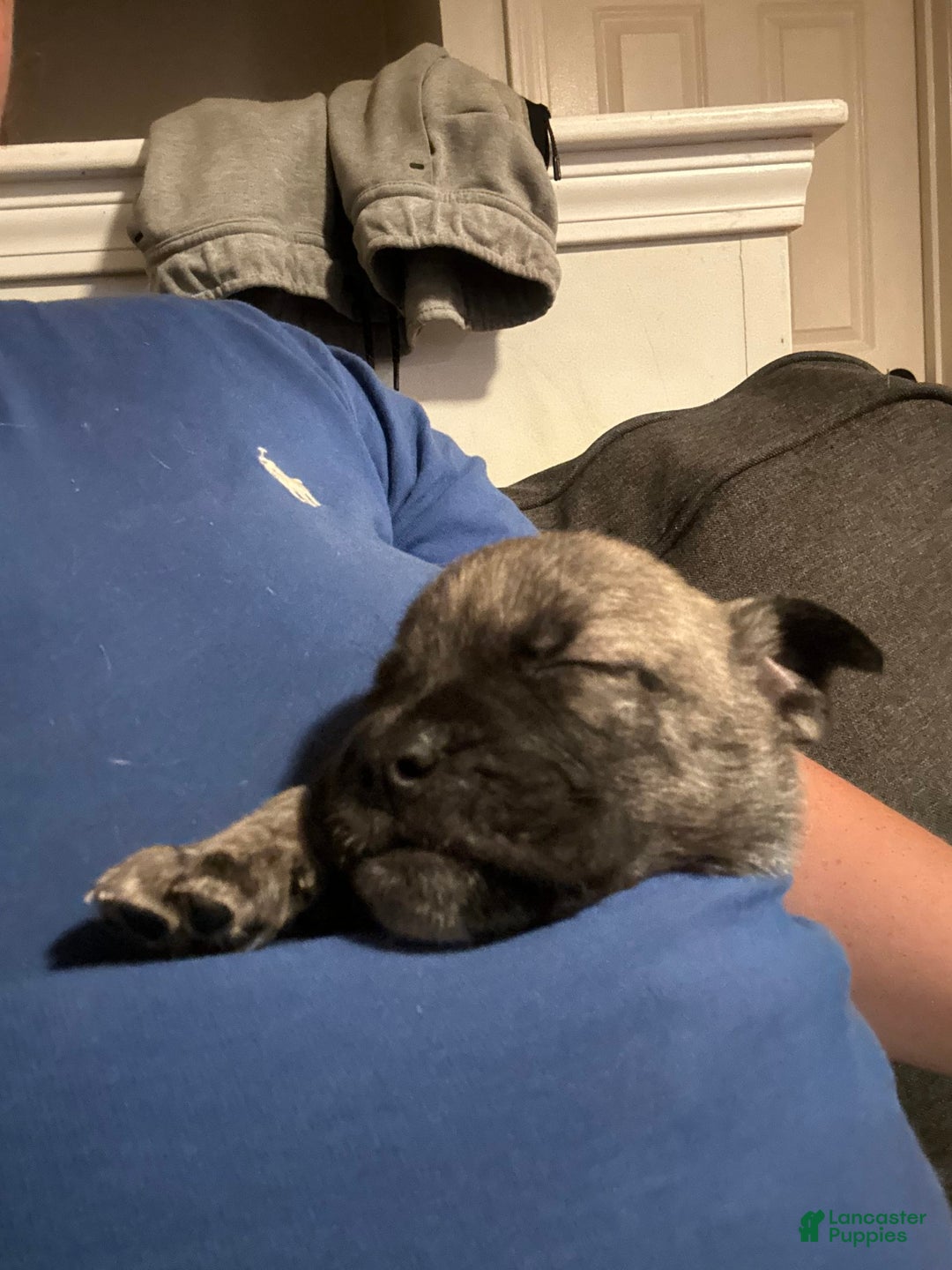 English Bulldog dogs for sale: Tiny Tim - Image 4