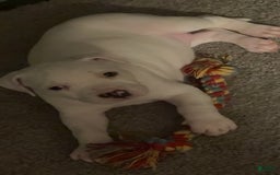 American Bully dogs for sale: Snow - Image 1