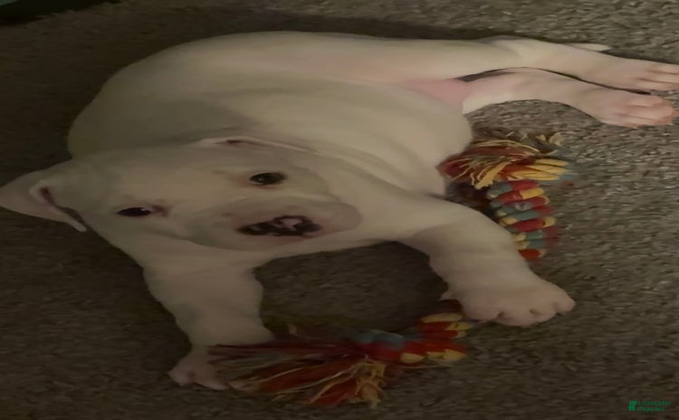 American Bully dogs for sale - Ad 4