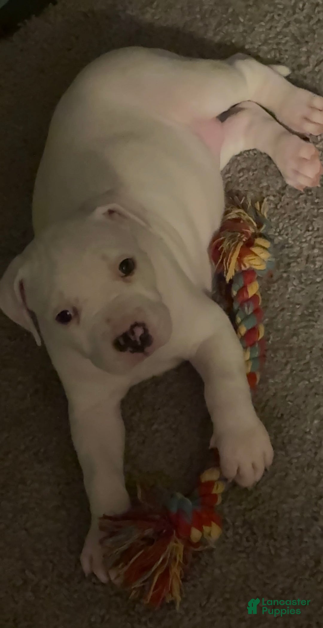 American Bully dogs for sale: Snow - Image 1