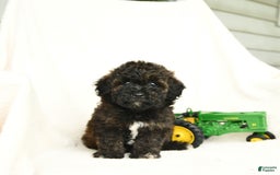 Bichpoo dogs for sale: Peppermint Patty - Image 1