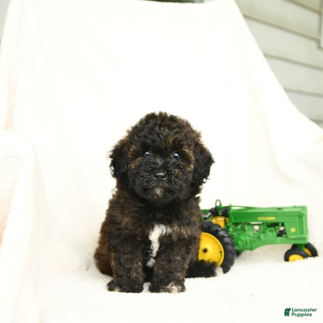 Bichpoo dogs for sale - Ad 1