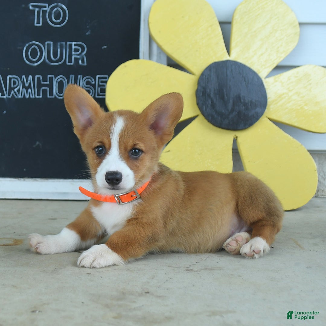 Welsh Corgi Pembroke dogs for sale: Mocha - Image 3