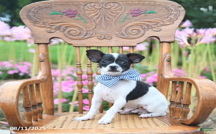 Chihuahua dogs for sale - Ad 2