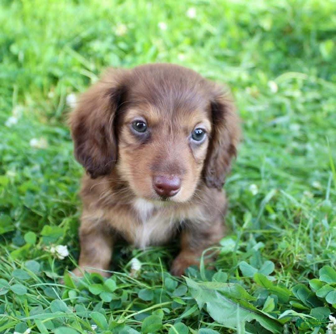 Miniature Dachshund dogs for sale: Dexter - Image 4
