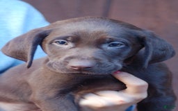 Labrador Retriever dogs for sale: Hershey - Image 3
