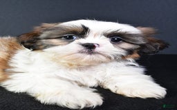 Shih Tzu dogs for sale: Jane - Image 5