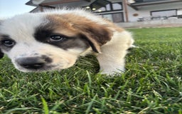 Saint Bernard dogs for sale: Jane Doe - Image 1