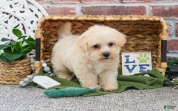 West Highland Terrier dogs for sale: Digger - Image 2