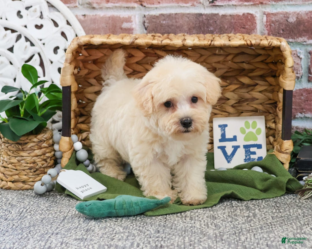 West Highland Terrier dogs for sale: Digger - Image 2