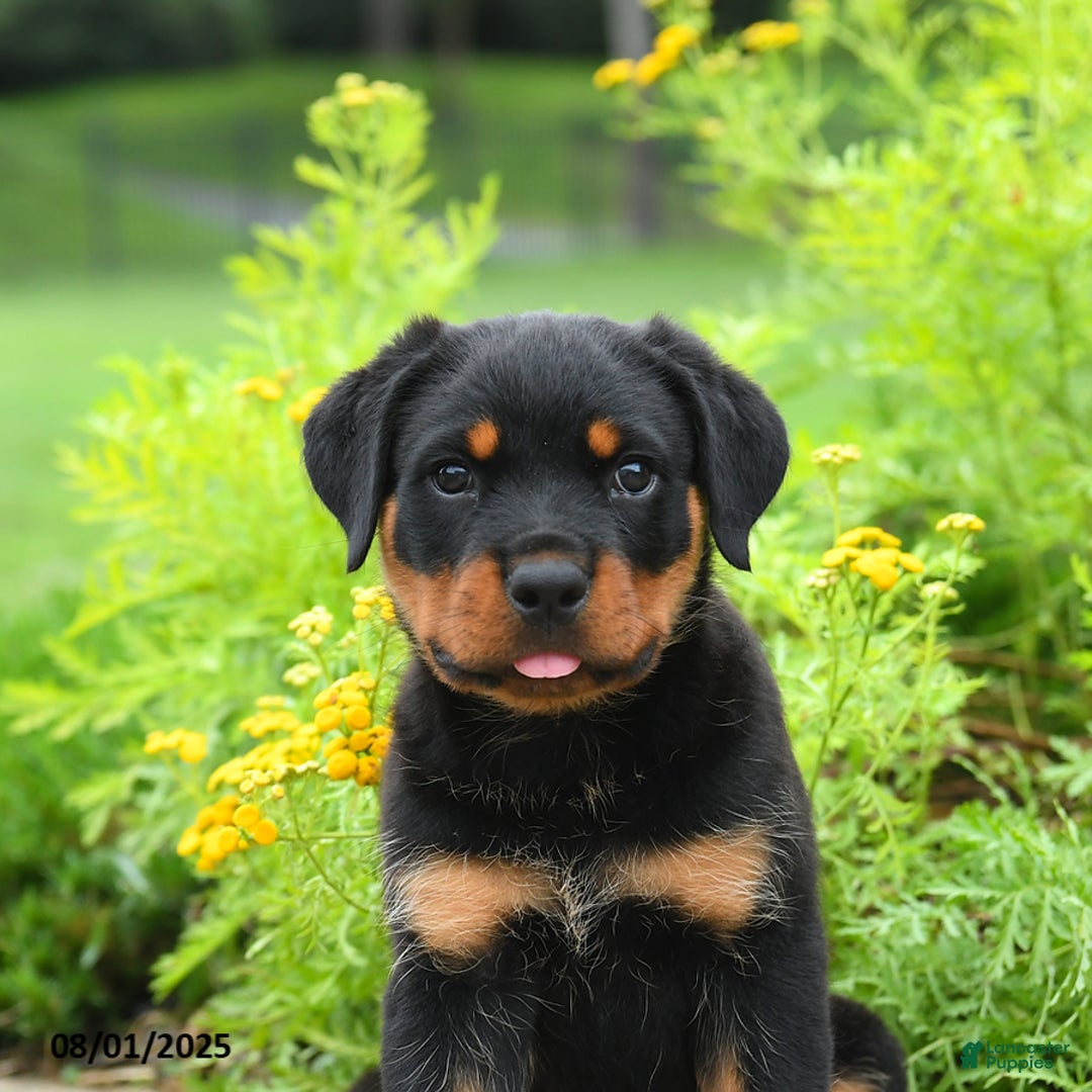 Rottweiler dogs for sale: Violet - Image 3