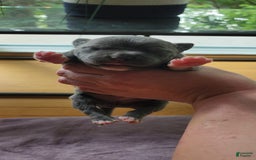 American Bully dogs for sale: Batman - Image 1