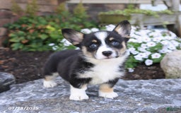 Welsh Corgi Pembroke dogs for sale: Isabelle - Image 5