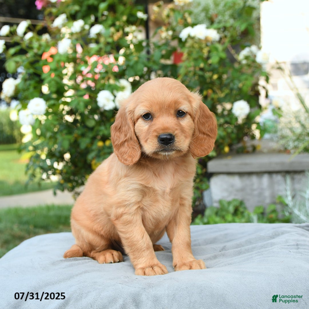 Miniature Golden Retriever dogs for sale: Sparrow - Image 1
