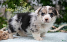 Welsh Corgi Pembroke dogs for sale: Luna - Image 3