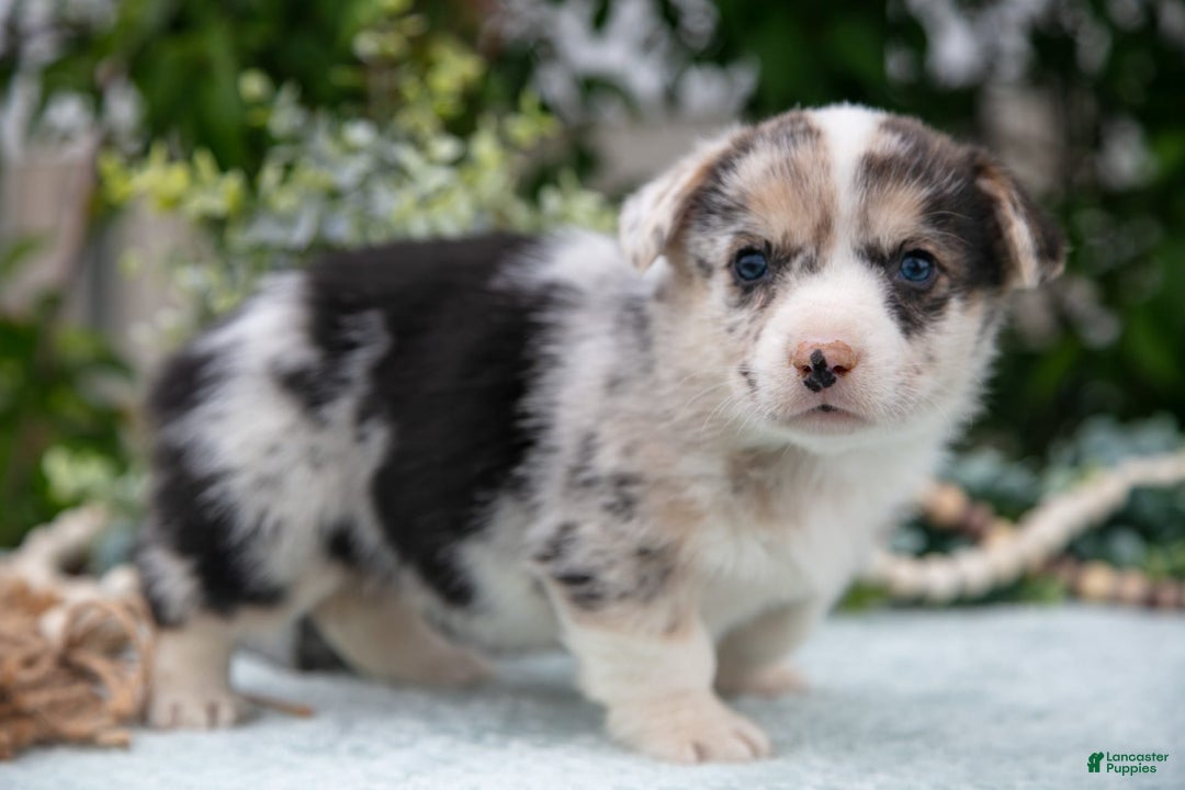 Welsh Corgi Pembroke dogs for sale: Luna - Image 3
