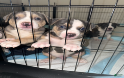 American Bully dogs for sale: Cooper - Image 4