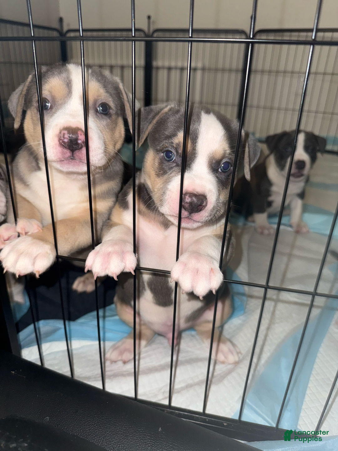 American Bully dogs for sale: Cooper - Image 4