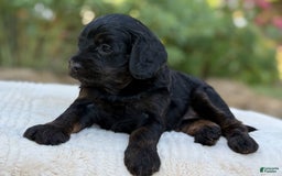 Cavapoo dogs for sale: Luna - Image 15
