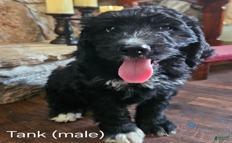 Bernedoodle dogs for sale - Ad 2