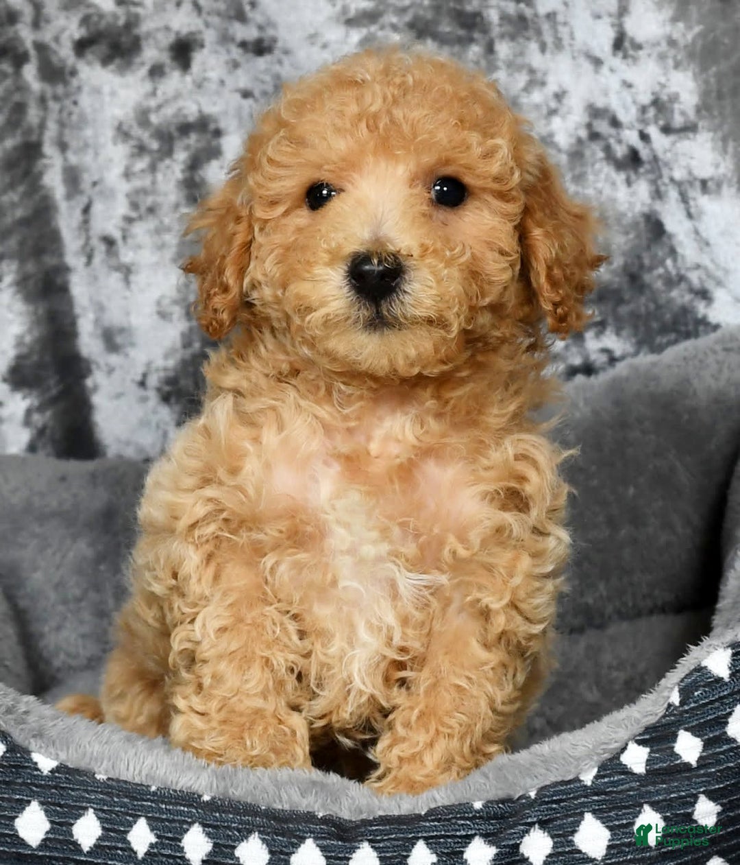 Bichpoo dogs for sale: Kent - Image 12