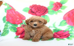 Toy Poodle dogs for sale: Bobby - Image 2