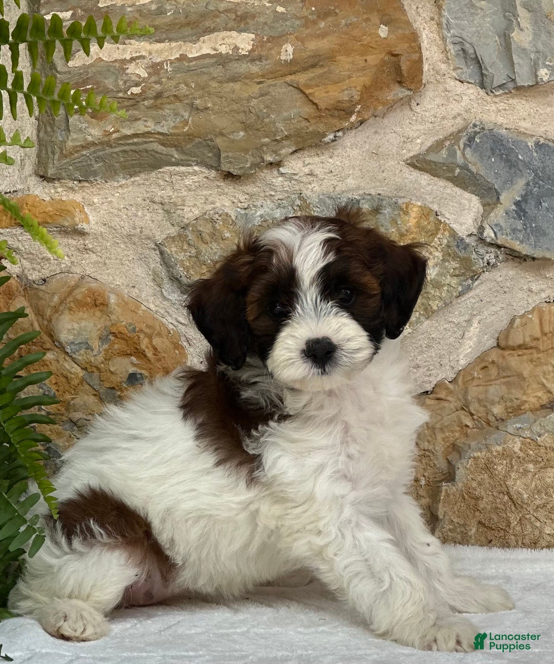 Mini Aussiedoodle dogs for sale: Ripley - Image 4