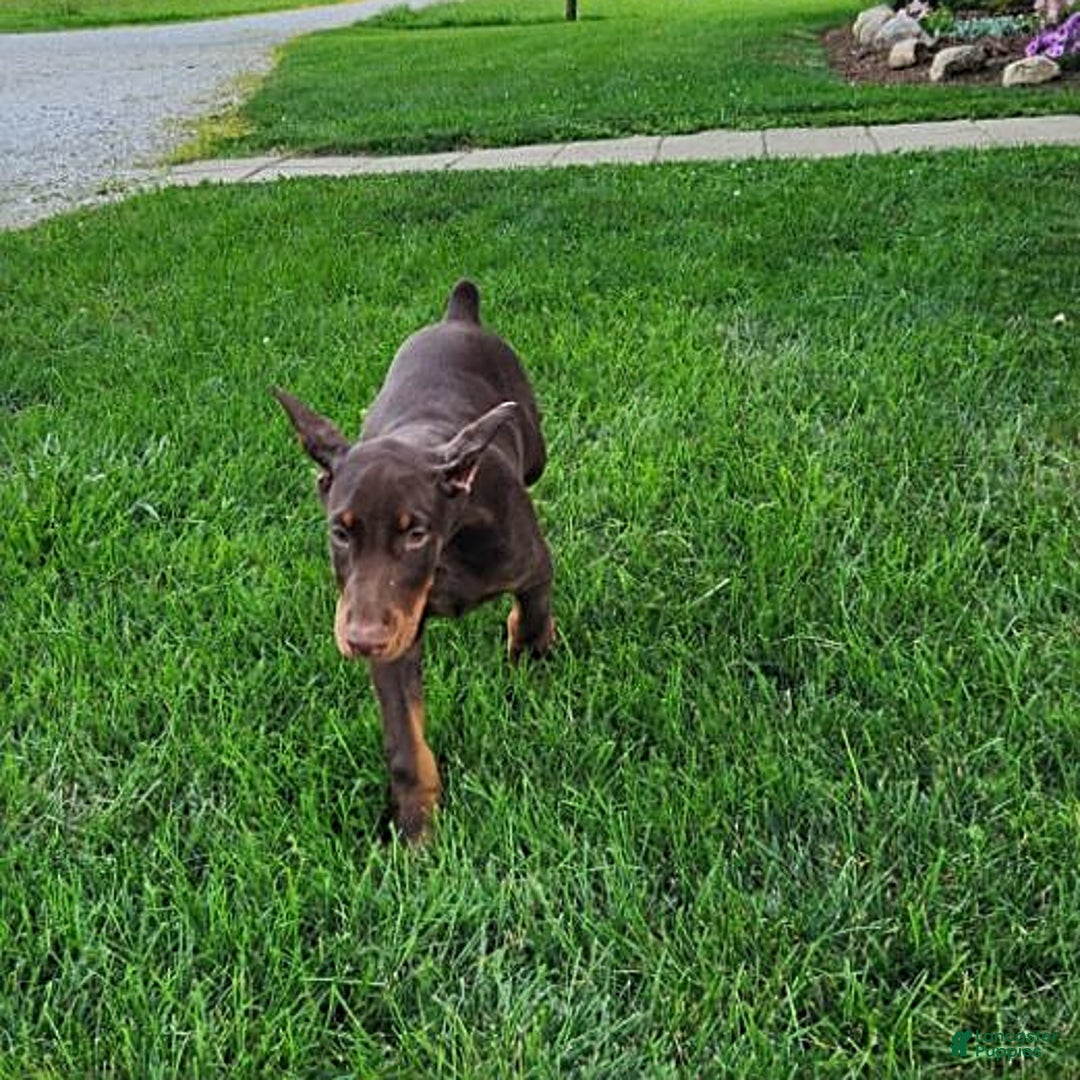 Doberman Pinscher dogs for sale: Mark - Image 3