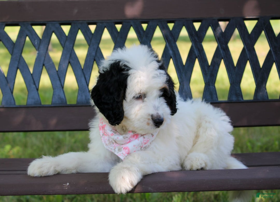 Mini Bernedoodle dogs for sale: Lennon - Image 34