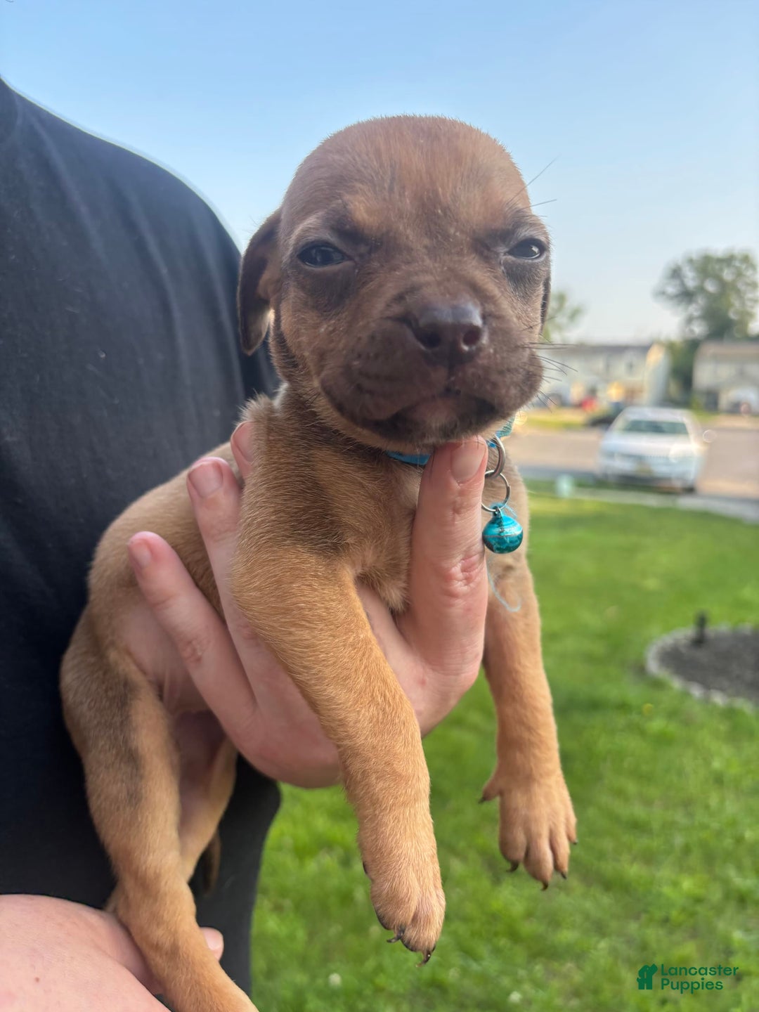 American Pit Bull Terrier dogs for sale: Little Girl - Image 4