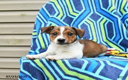Jack Russell Terrier dogs for sale: Ivan - Image 1