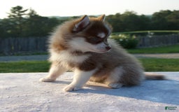 Pomsky dogs for sale: Misha - Image 1