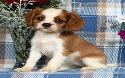 Cavalier King Charles Spaniel dogs for sale: Angie - Image 5
