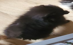 Pomeranian dogs for sale: Butterball - Image 7