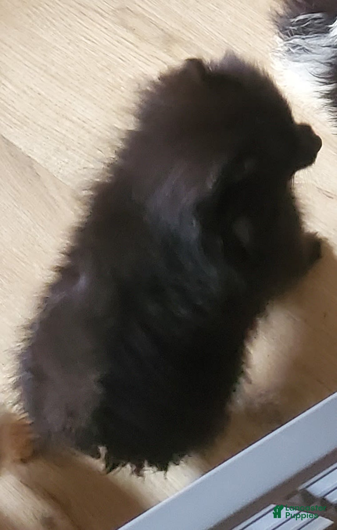 Pomeranian dogs for sale: Butterball - Image 7