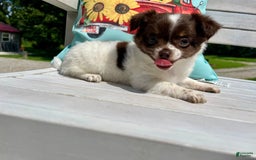 Chihuahua dogs for sale: Tat - Image 2