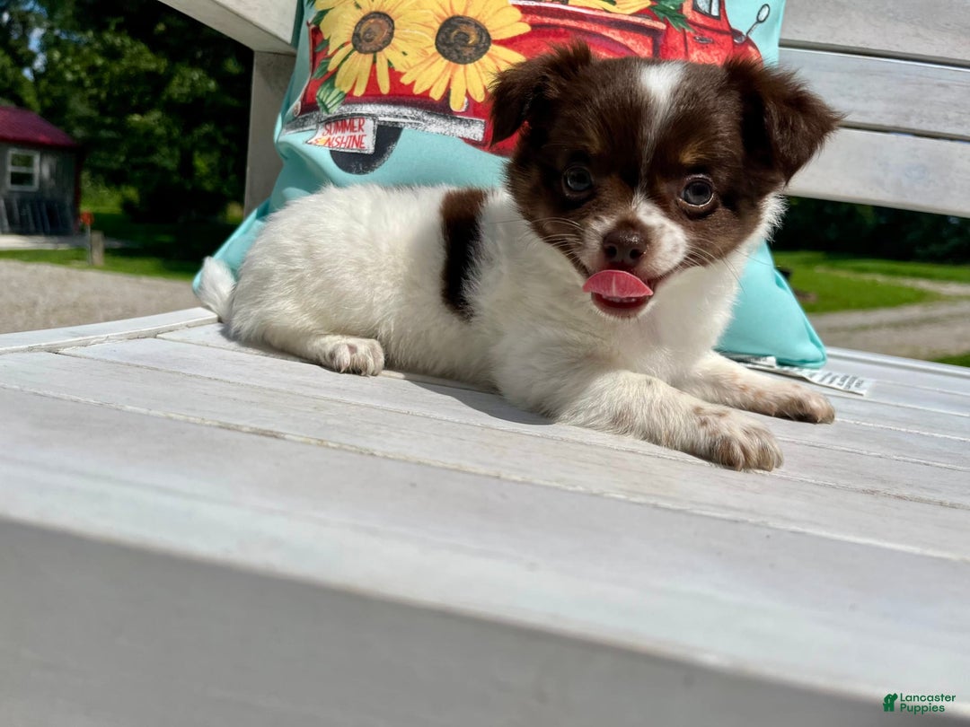 Chihuahua dogs for sale: Tat - Image 2