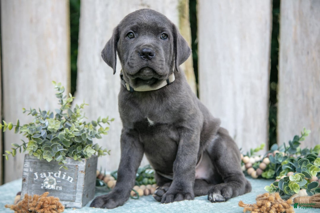 Cane Corso dogs for sale: Ranger - Image 1
