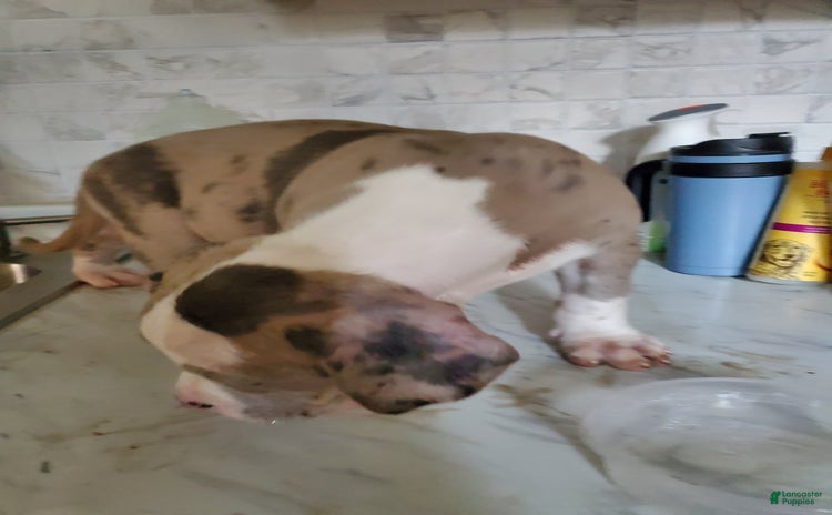 American Pit Bull Terrier dogs - Advert 18