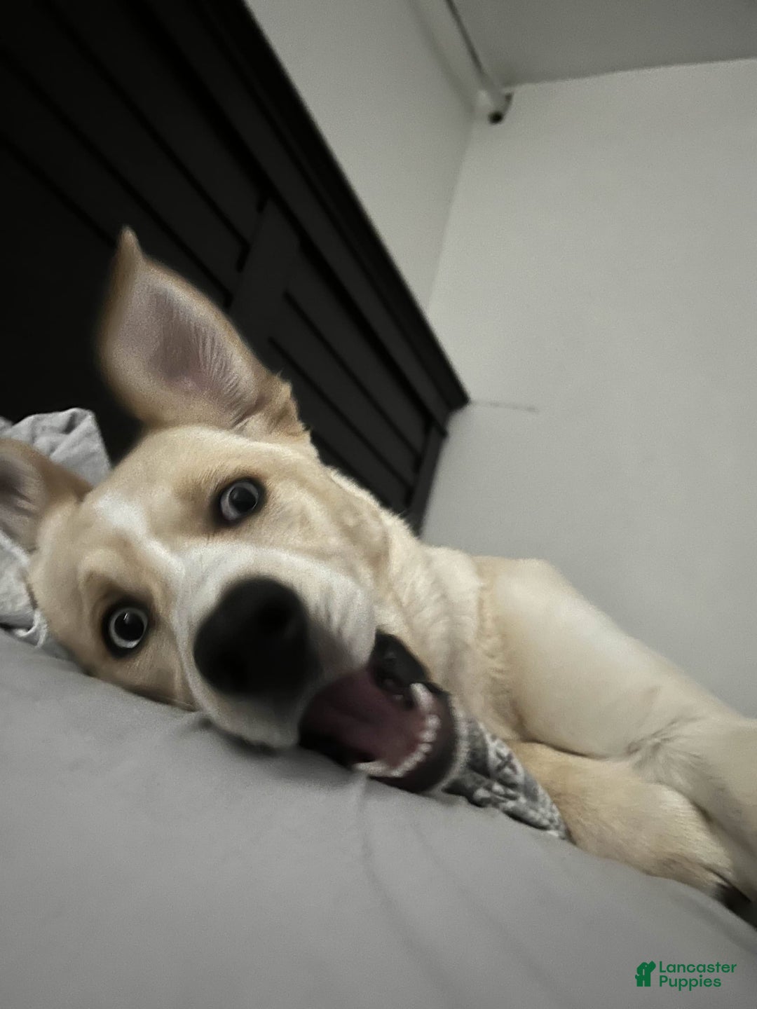 Goberian dogs for sale: Nova - Image 8
