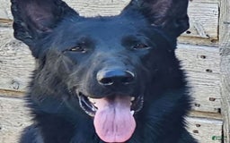 German Shepherd dogs for sale: Black Male Dk Green Collar - Image 2