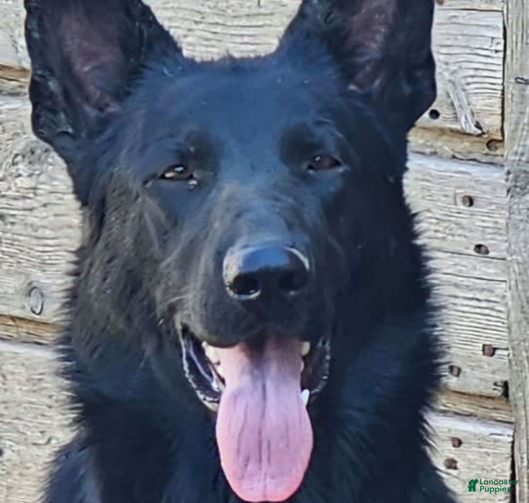German Shepherd dogs for sale: Black Male Dk Green Collar - Image 2