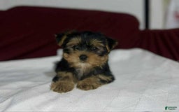 Yorkshire Terrier dogs for sale: Teacup - Image 1