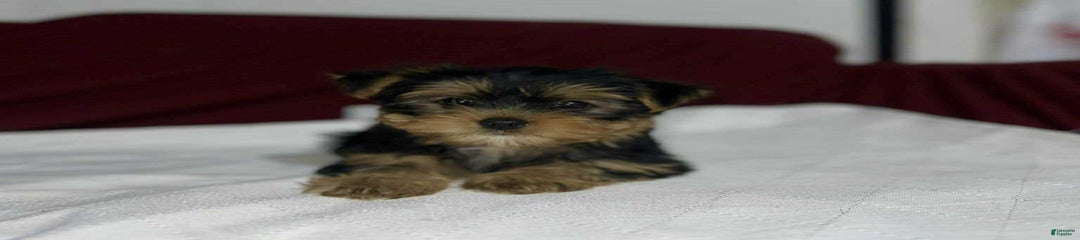 Teacup