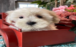 Havanese dogs for sale: Hannah - Image 2