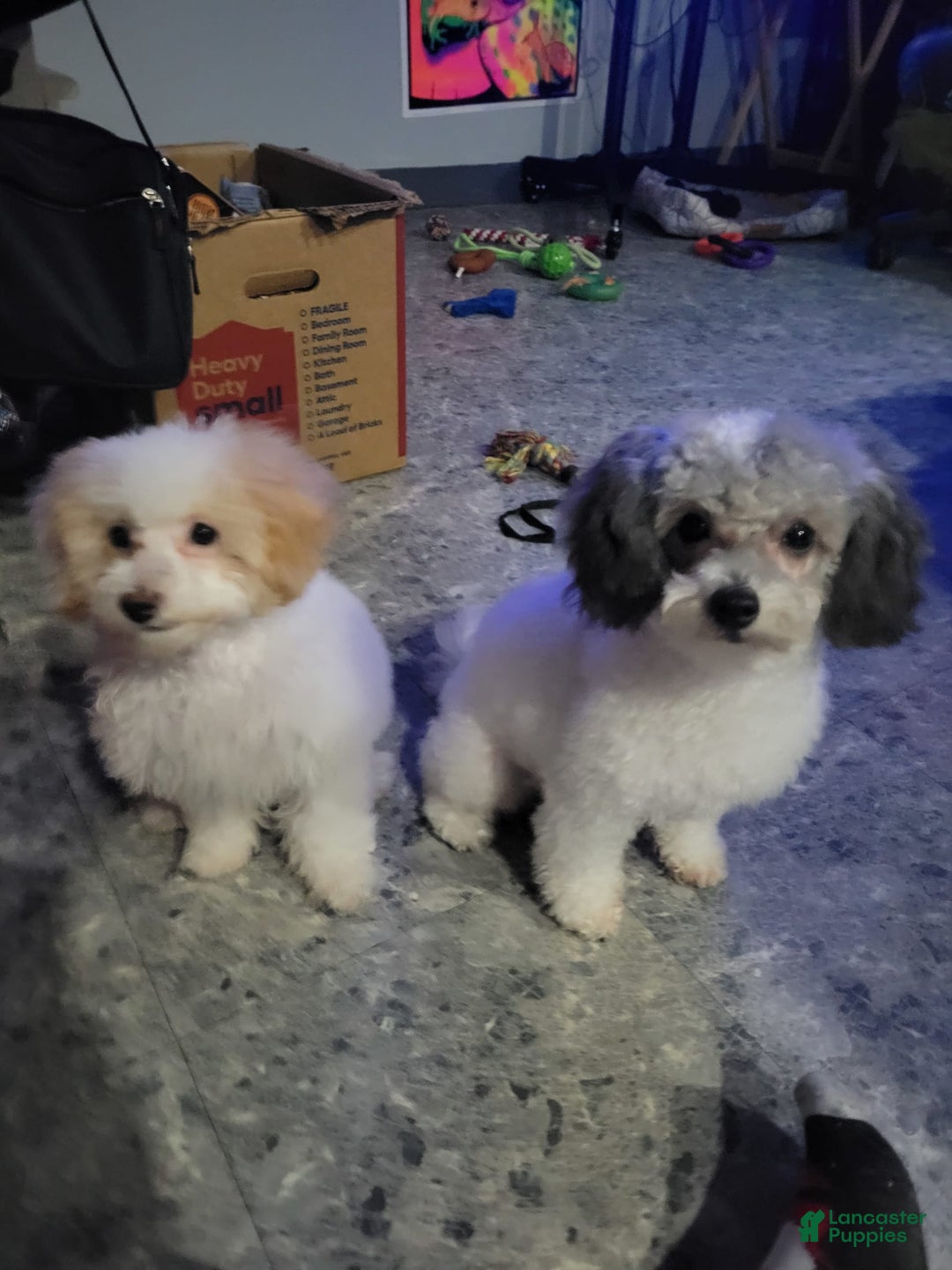 Toy Poodle dogs for sale: Nala - Image 7
