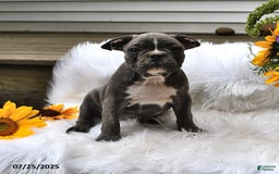 Frenchton dogs for sale: Ranger - Image 13