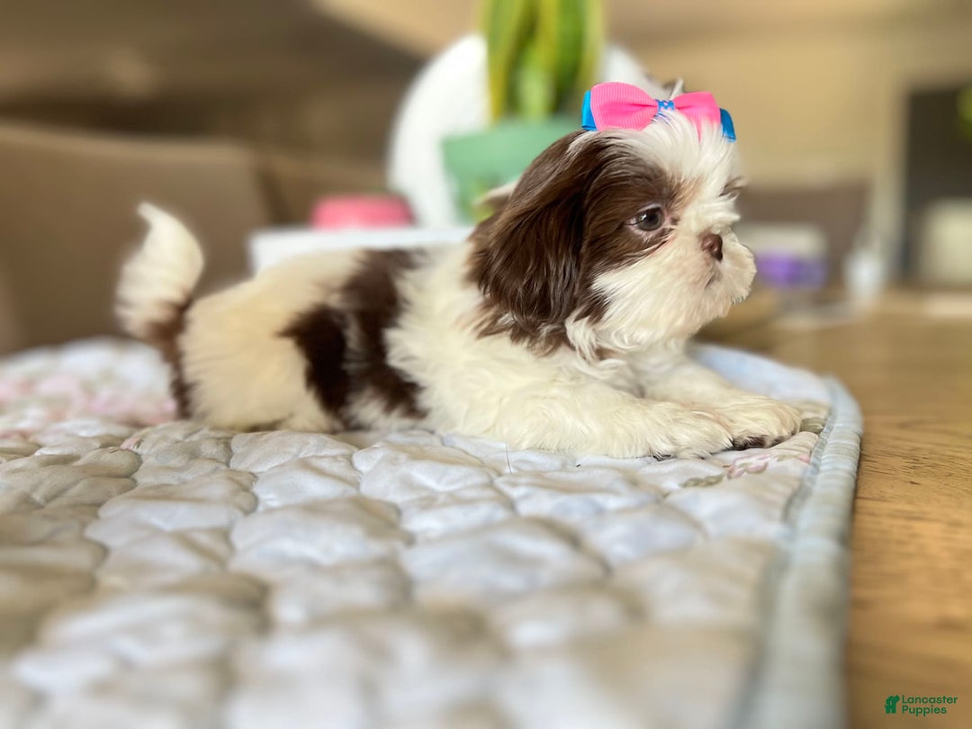 Shih Tzu dogs for sale: Rosse - Image 4