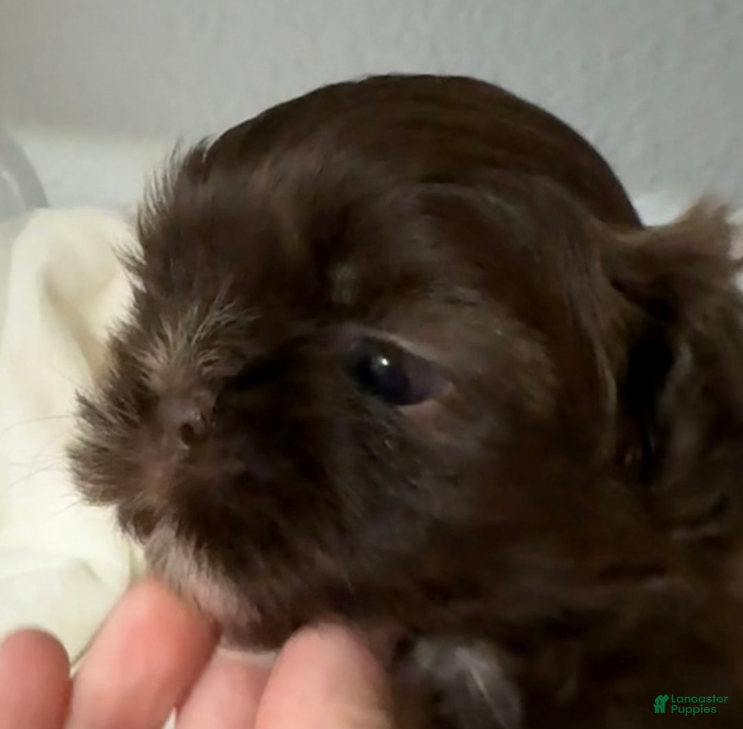 Shih Tzu dogs for sale: Kaylee - Image 22